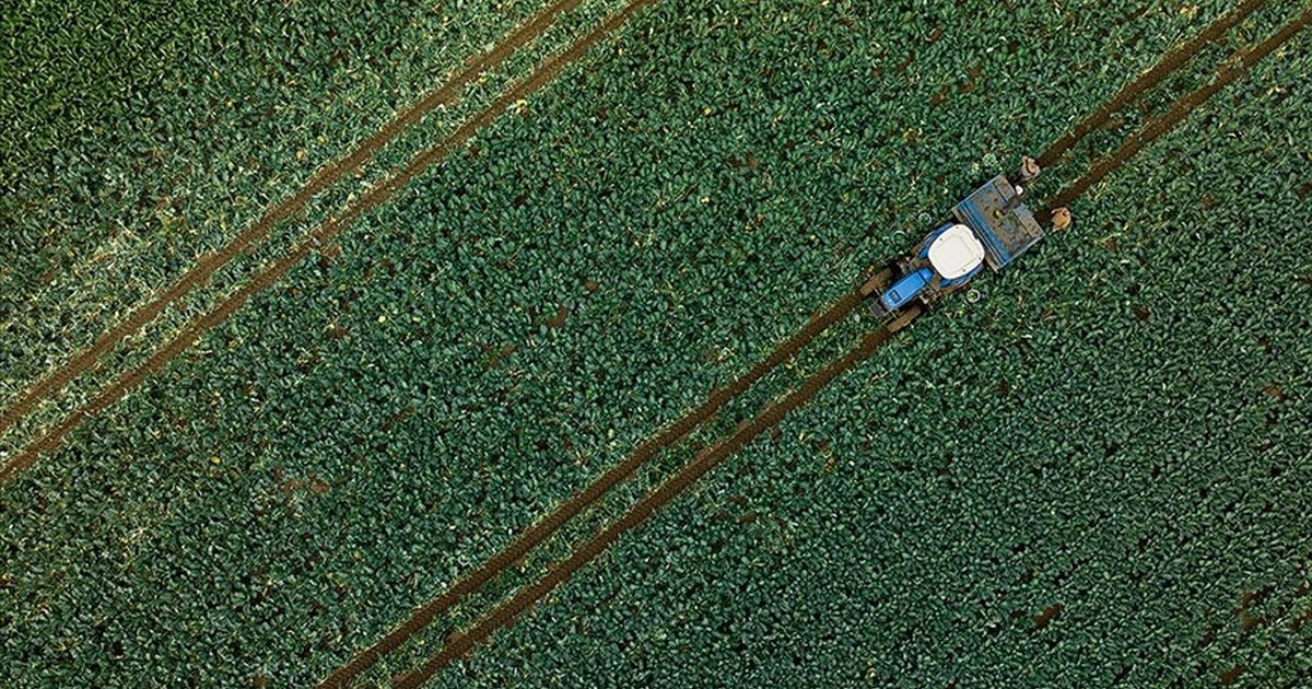 Son yağışlar su kaynaklarını ve tarımı canlandırdı