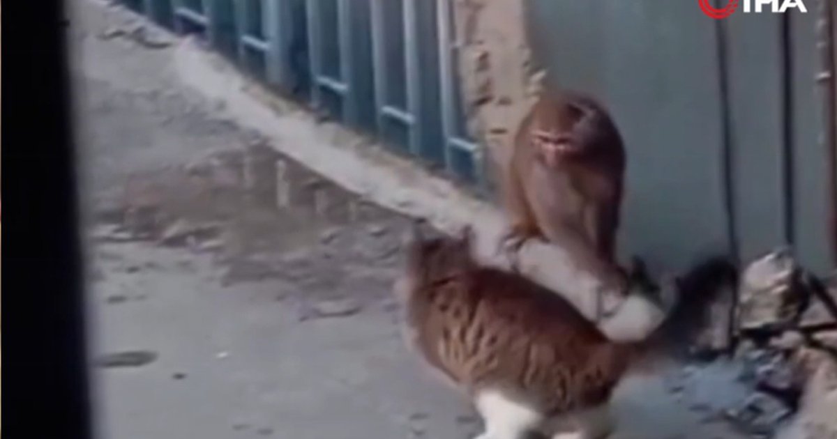 Fikirtepe'de maymun paniği