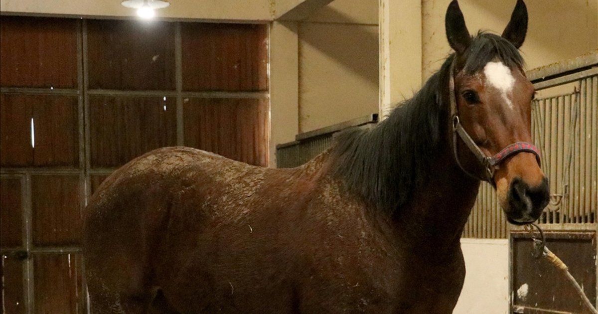 TMSF İngiliz kısrak ve tayını satışa çıkarıyor