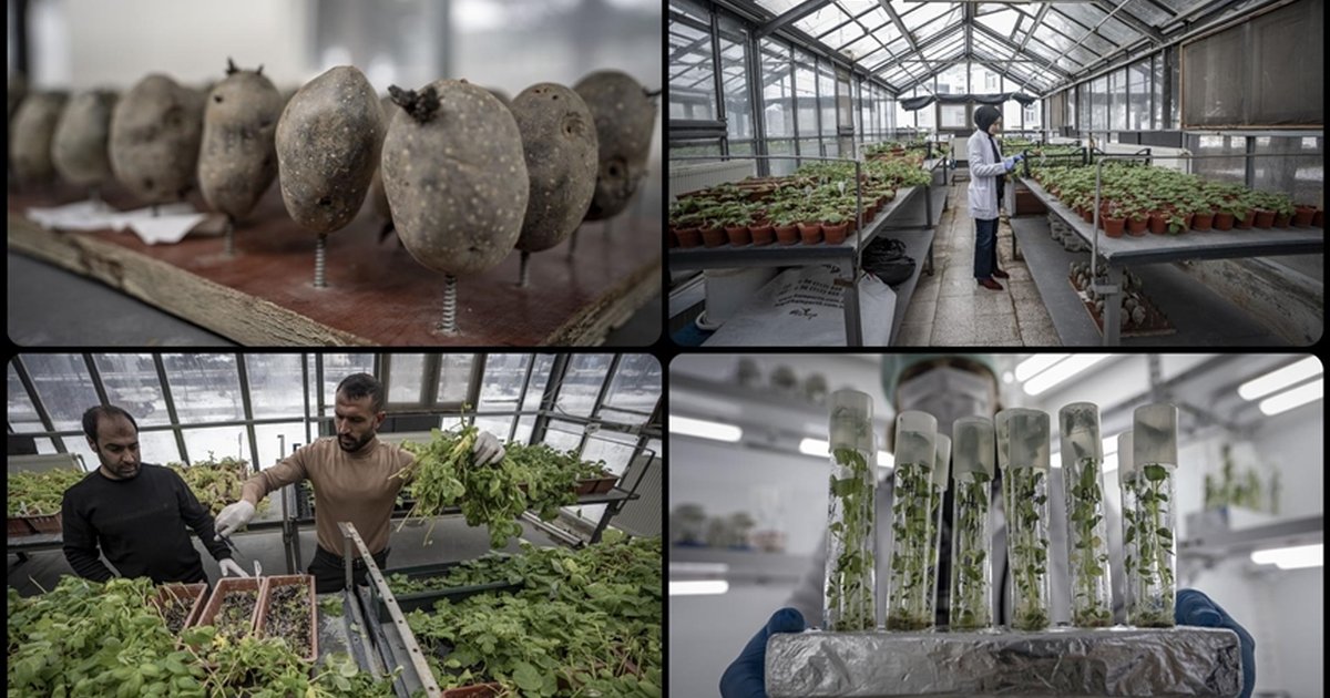 Erzurum'da yerli patates çeşitleri geliştiriliyor