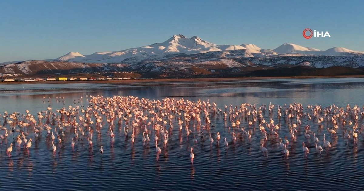 Kayseri'ye ilk flamingo kafilesi geldi