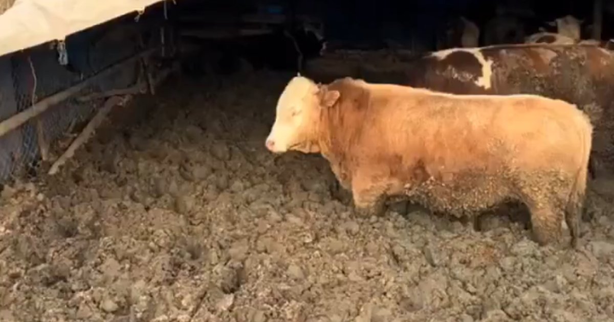 Hayvanları çamura sapladılar, cezayı yediler