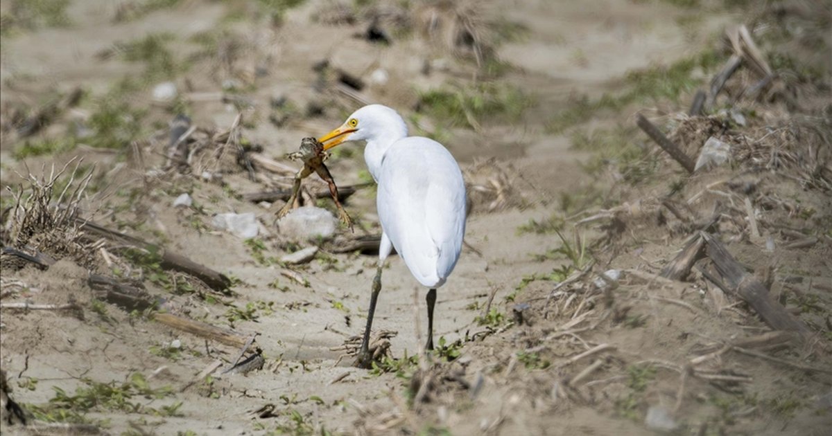 Adana'da sığır balıkçılı beslenirken görüntülendi