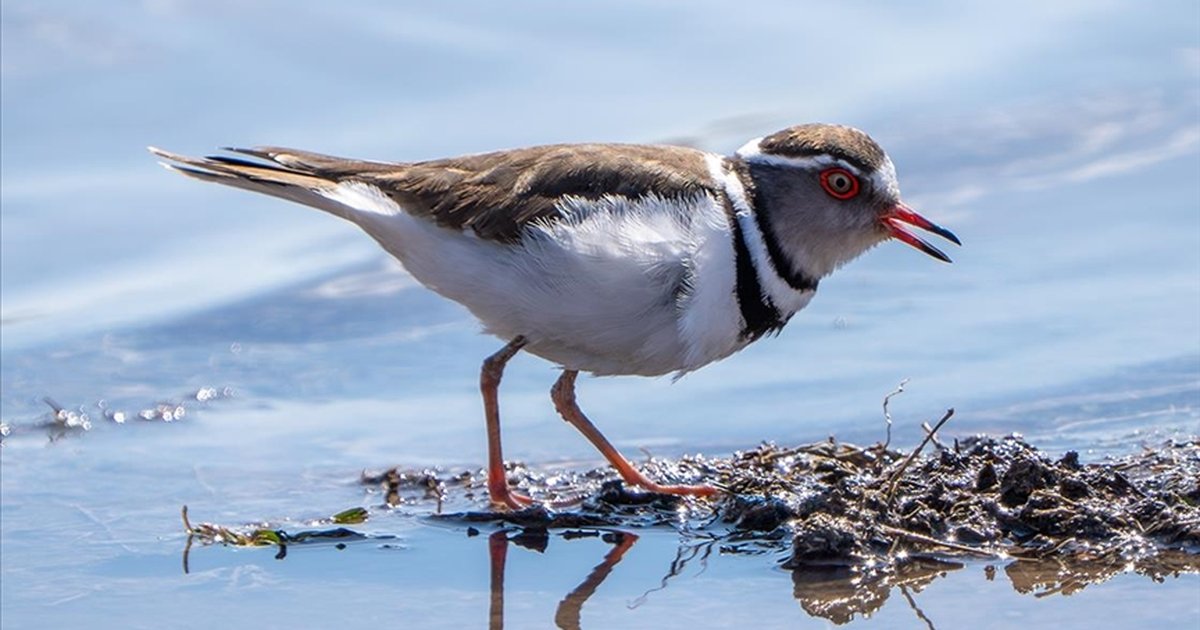 Gaziantep'te ilk kez takkeli cılıbıt kuşu görüldü