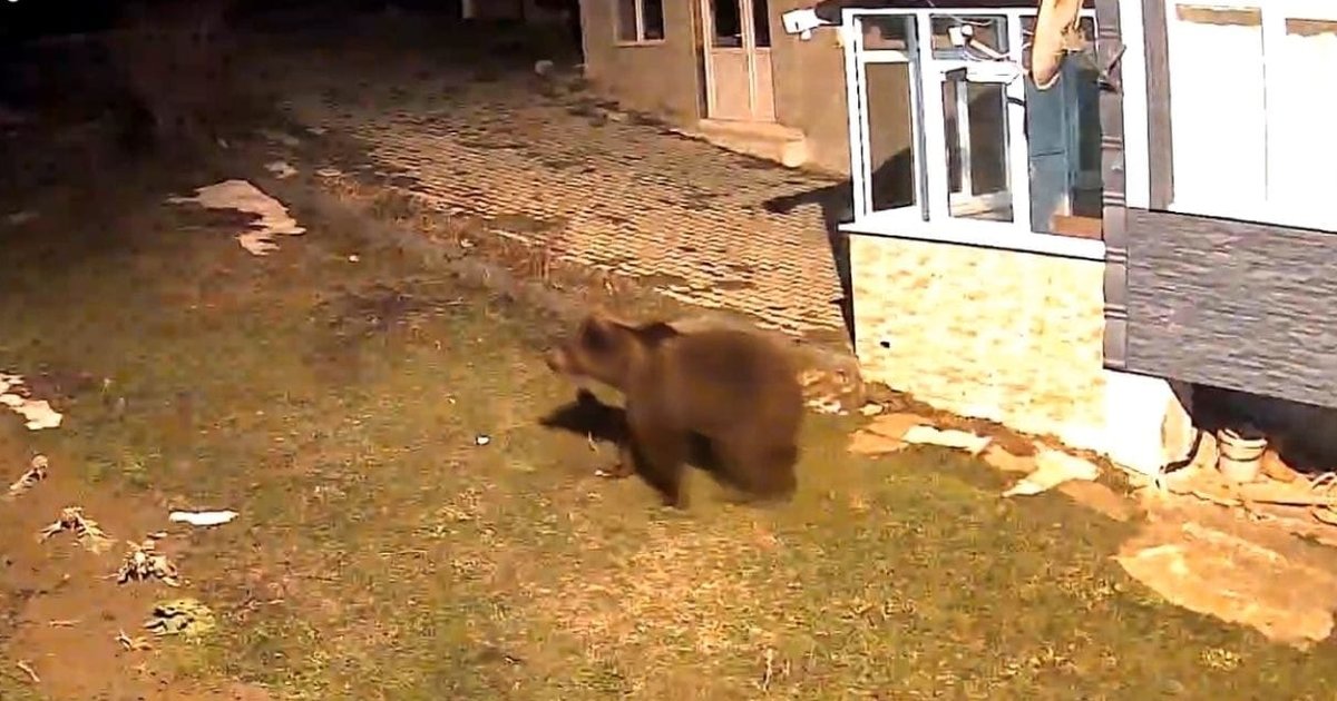 Samsun'da evin bahçesine giren ayı güvenlik kamerasında