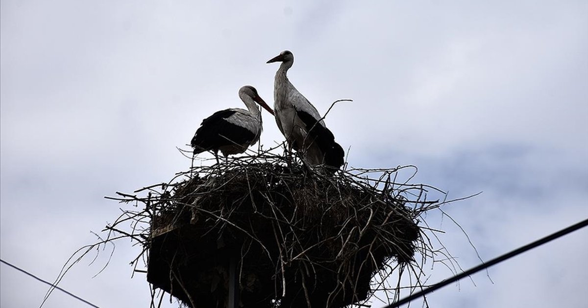 Leylekler Sinop Cuma Ovası'na gelmeye başladı