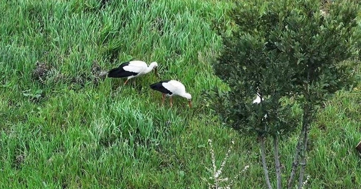 Leylekler İstanbul'da Millet Bahçesi'nde Mola Verdi
