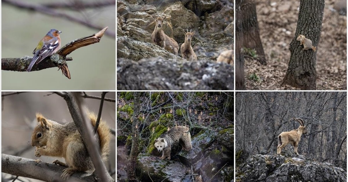 Munzur Vadisi yaban hayvanlarının yaşam alanı