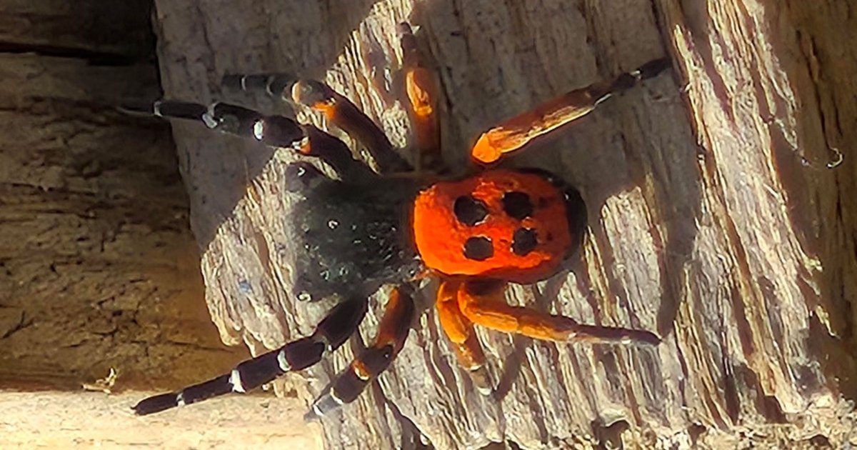 Nadir tür Uğurböceği Örümceği Elazığ'da görüntülendi