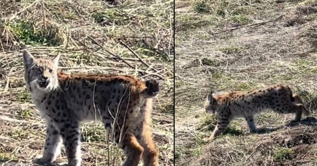 Sivas'ta vaşak görüntülendi: Ormanın hayaleti çığlık attı