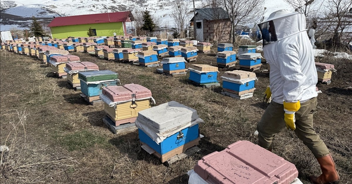 Ardahan'da arıcılar kışlatmayı kayıpsız tamamladı