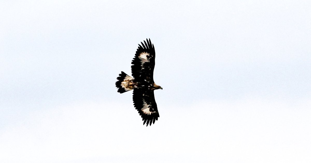 Kaya Kartalı: 320 km/s Hızla Uçan Yırtıcı