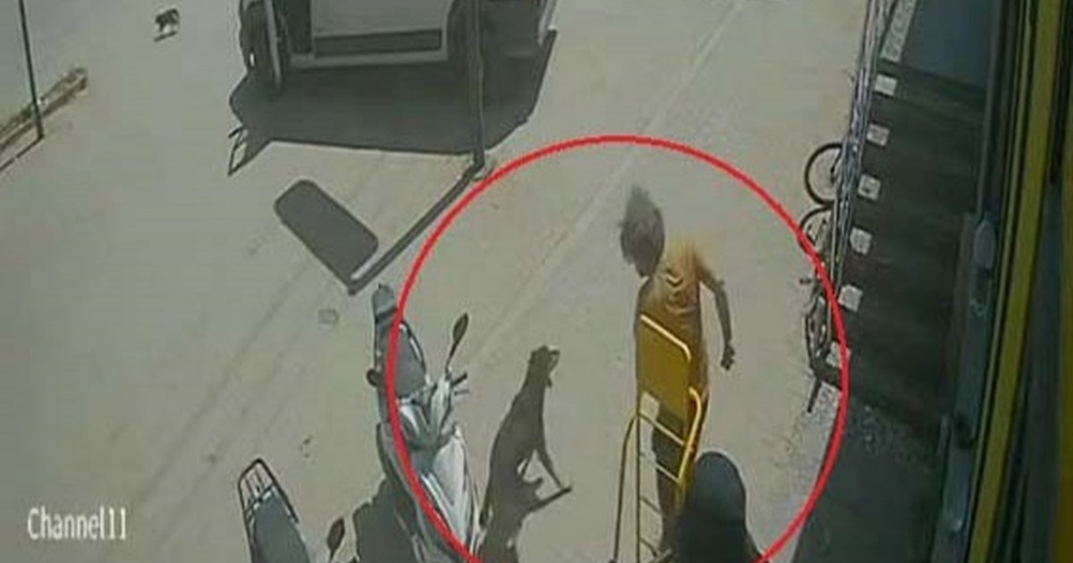 Antalya'da hayvanlara şiddet: Kedi ezildi, köpek tekmelendi