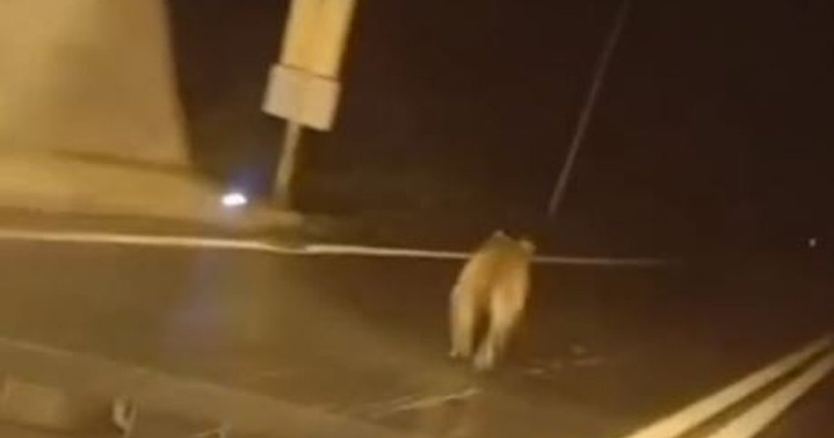 Giresun'da tünele ayı girdi, trafiği tehlikeye attı