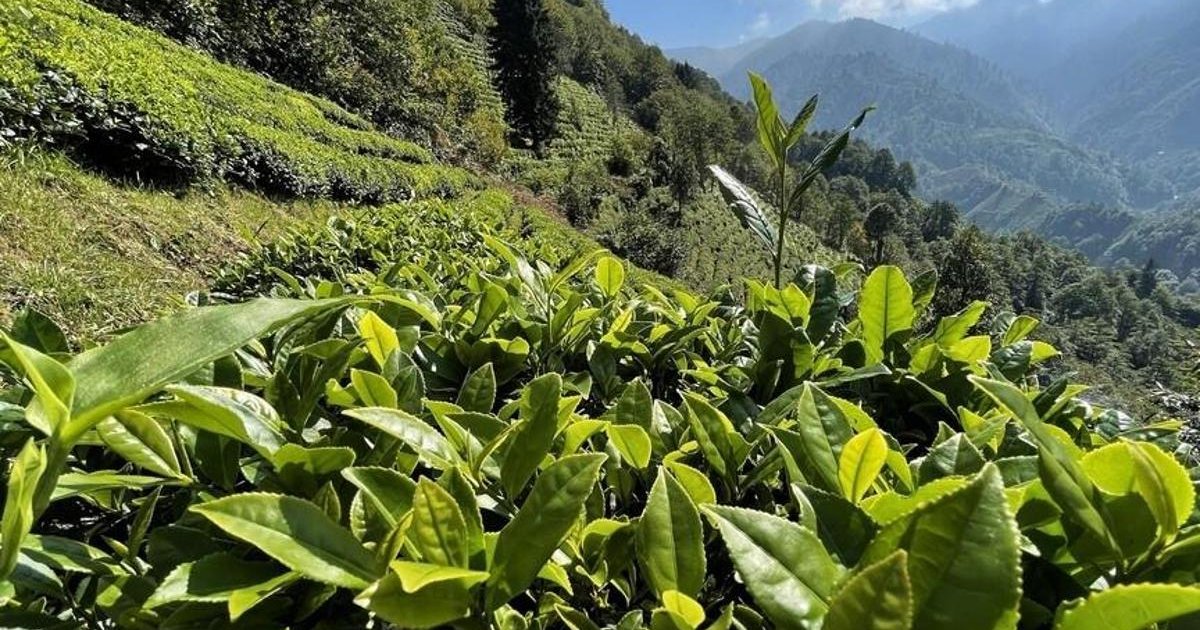 ÇAYKUR yaş çay alım kampanyasını sürdürüyor