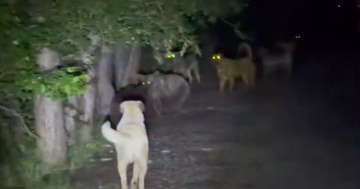 Soğuksu Milli Parkı'nda köpek-ayı karşılaşması