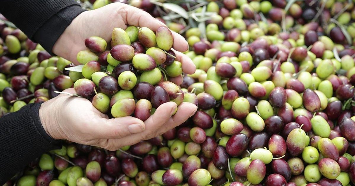 Milas Çekişke zeytini AB tesciline gün sayıyor