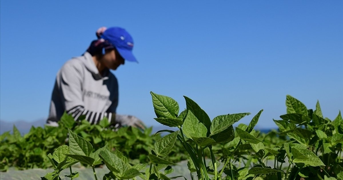 Gıda ve çevre projelerine uluslararası destek