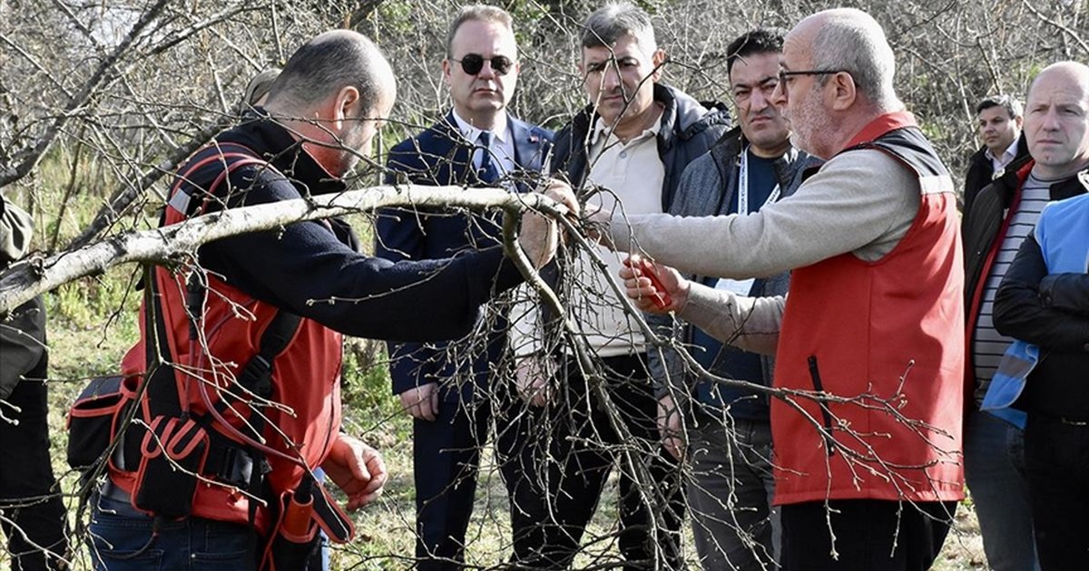 Ordu'da Denetimli Serbestlik Yükümlülerine Fındık Yetiştirme Eğitimi