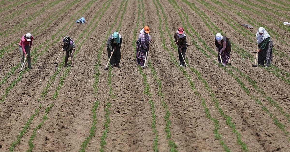 Tarım İşçilerinin Ücretleri 2025'te Arttı