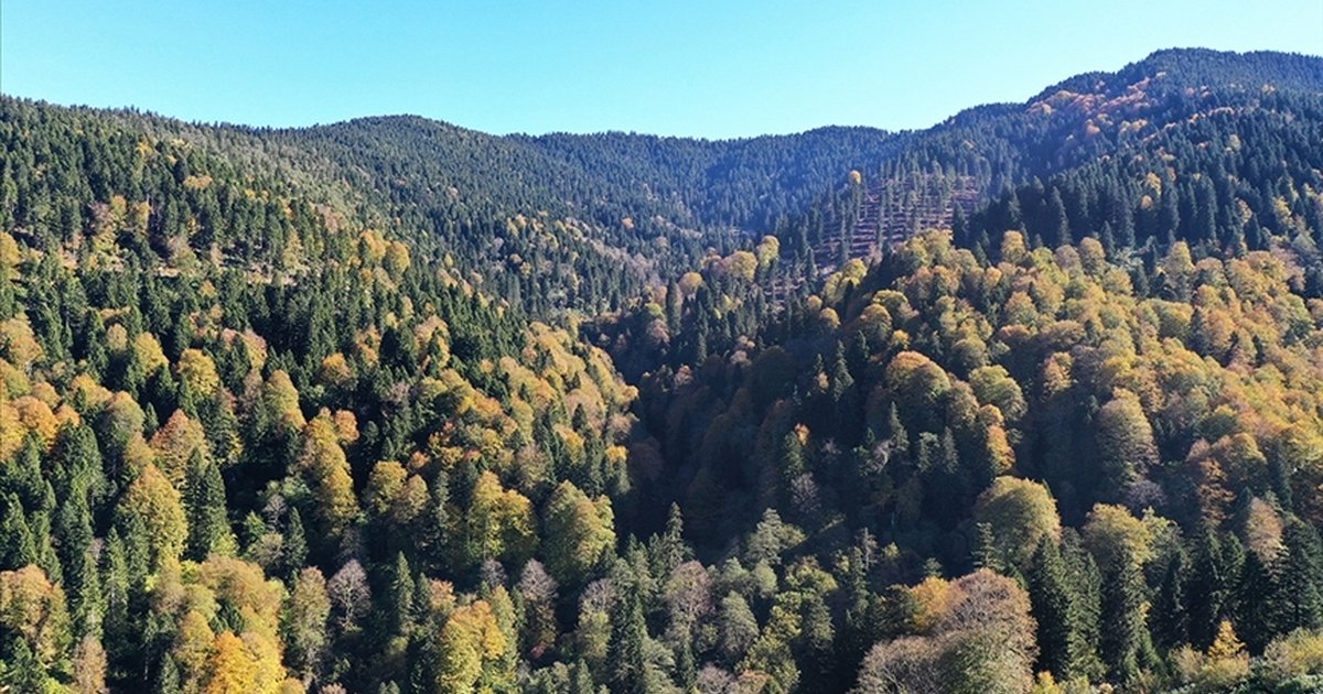 Orman Bakımı ve Gençleştirilmesine 2,3 Milyar Lira Yatırım