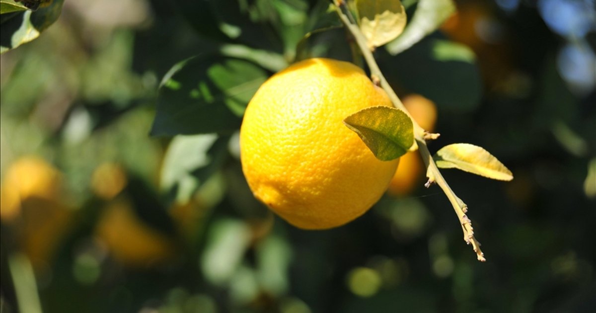 Limonda gümrük vergisi yeniden düzenlendi