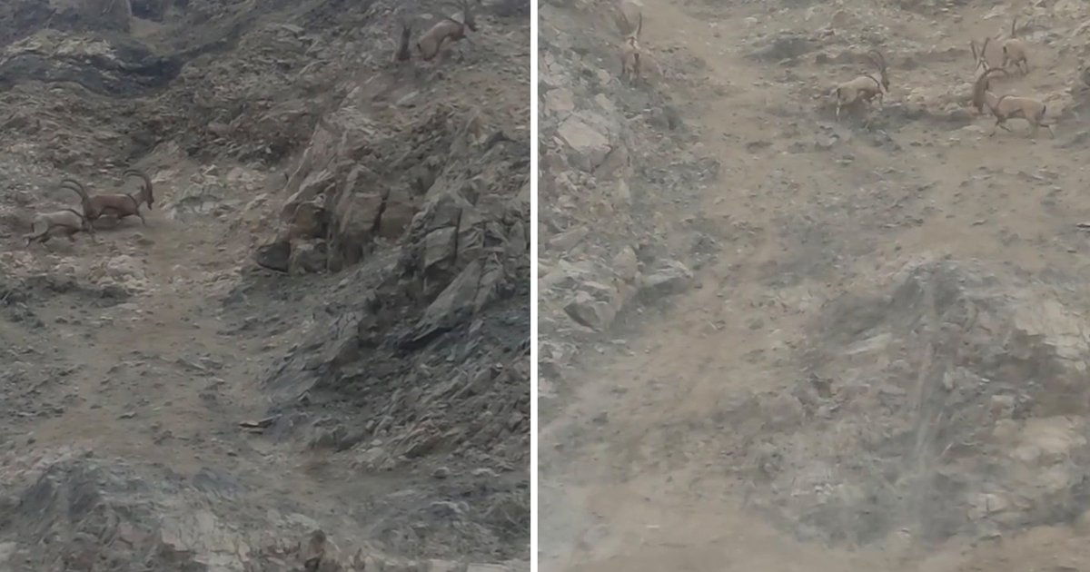 Diyarbakır'da Nesli Tükenme Tehlikesi Altındaki Dağ Keçileri