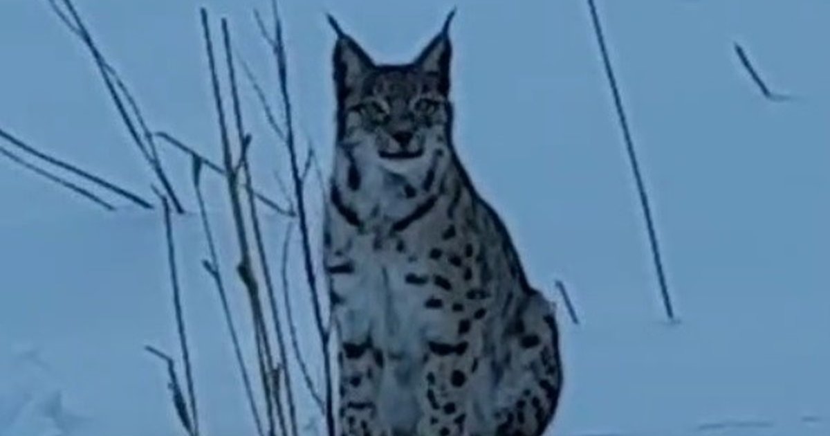 Nesli tükenme tehlikesi altındaki vaşak karlı arazide görüntülendi