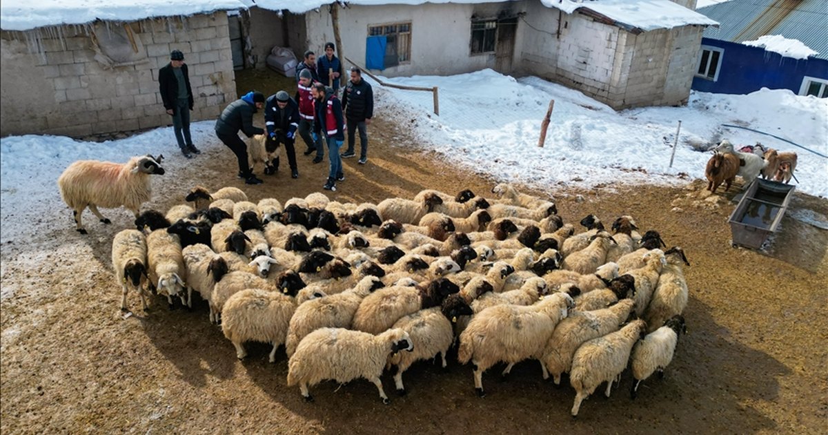 Van'da küçükbaş hayvancılık devlet desteğiyle artıyor