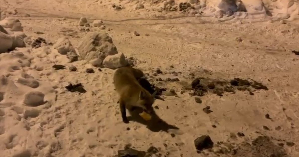 Köylü, her gün evine gelen tilkiyi ekmekle besliyor