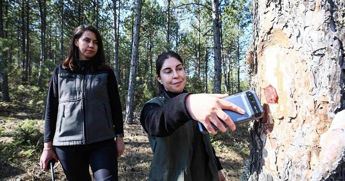 Türkiye'nin akciğerleri kadın ormancılara emanet