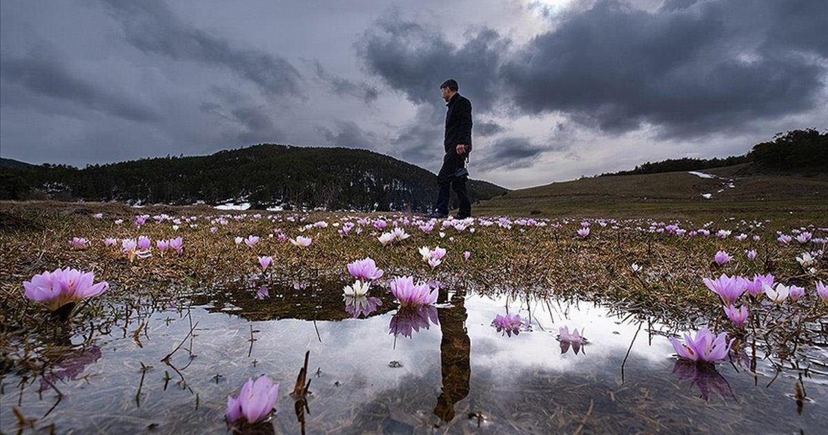 Yozgat'ta çiçekler açtı, doğa renklendi