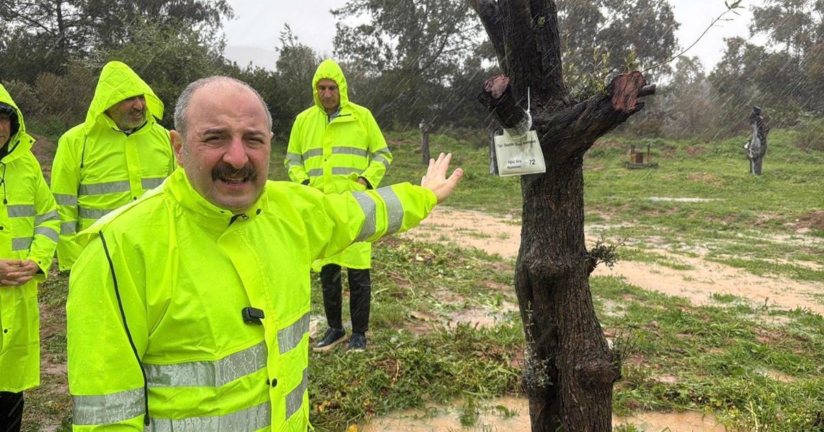 Mustafa Varank, Muğla'daki zeytin ağaçlarının taşınmasını inceledi