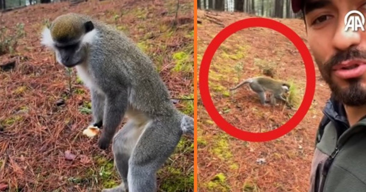 Denizli'de mantar arayan adam maymun buldu