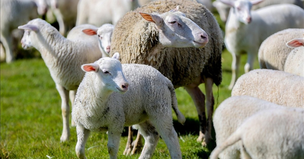 Kırsalda Bereket Küçükbaşa Destek Projesi Başvuruları Başladı