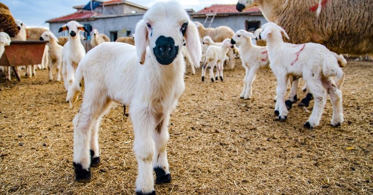 Kırsalda Bereket Küçükbaşa Destek Projesi Detayları