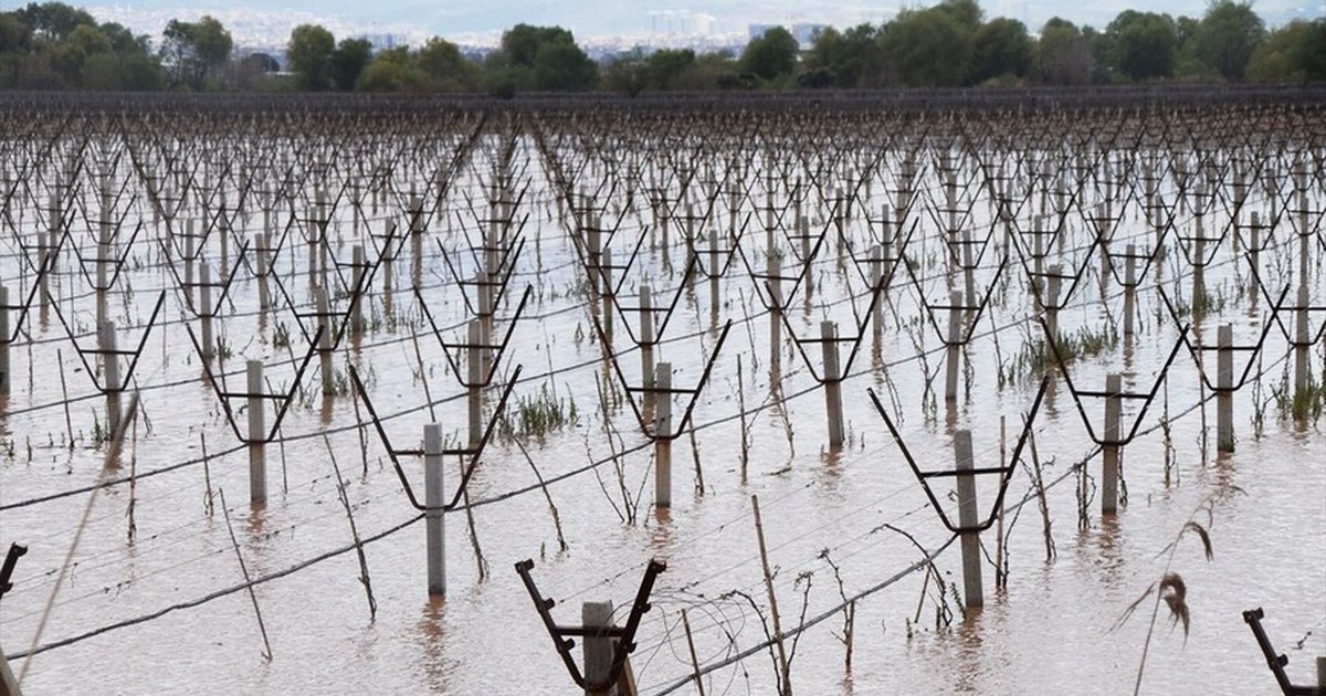 Manisa'da Gediz Nehri taştı, bağlar su altında kaldı