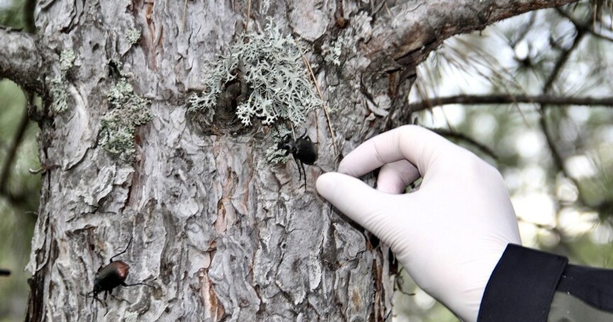 Sinop'ta çam kese zararlısıyla mücadelede avcı böcekler salınıyor