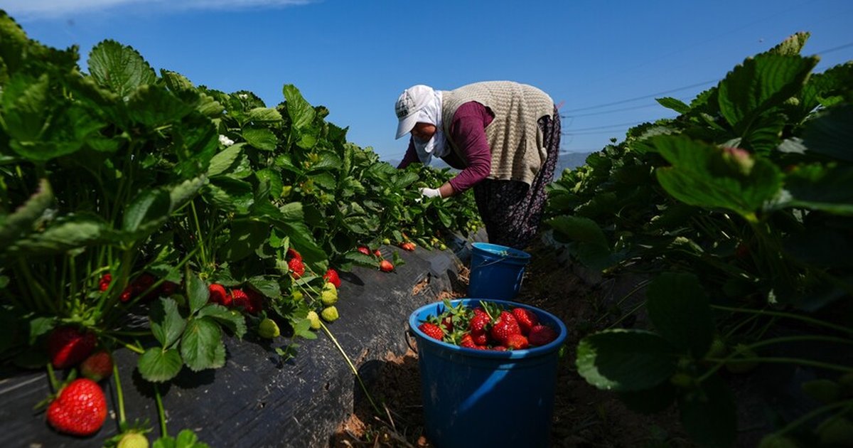 Tarım ve Orman Bakanı Yumaklı'dan Destekleme Ödemesi Açıklaması