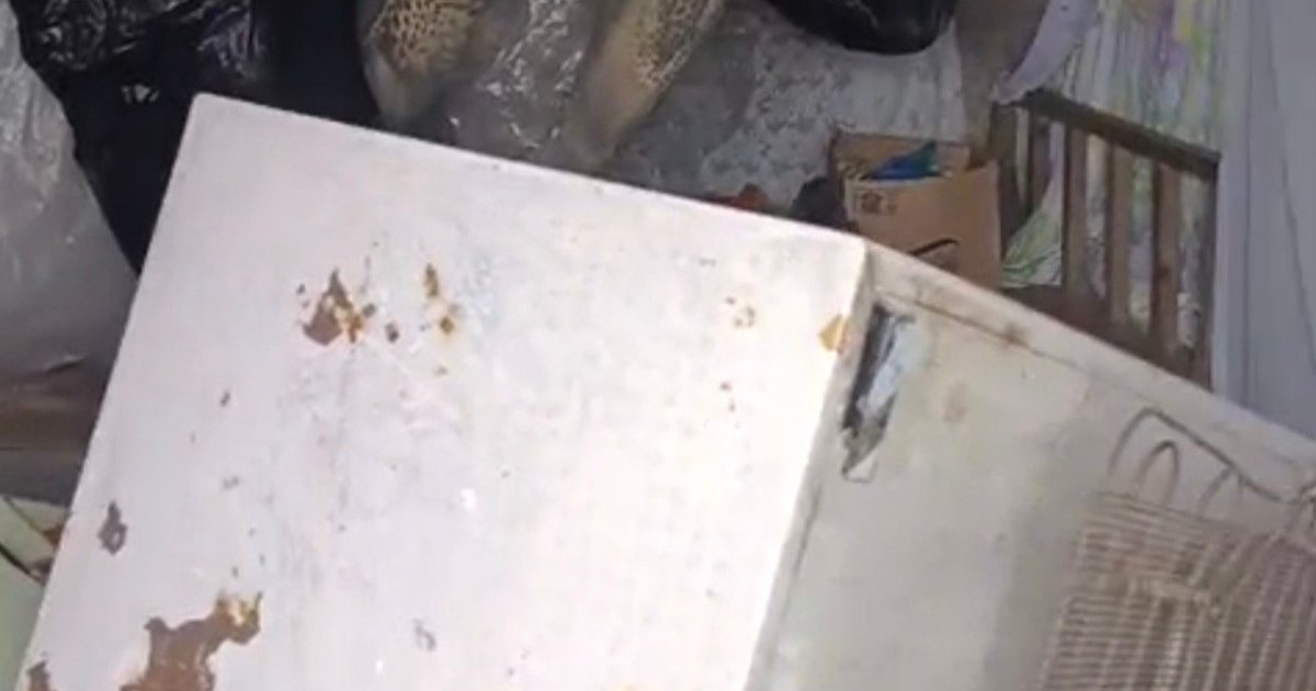 Rize'de ayı paniği: 20 eve girdi, zarara neden oldu