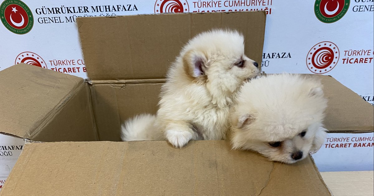 Kapıkule'de 472 Bin Liralık Kaçak Köpek Yakalandı