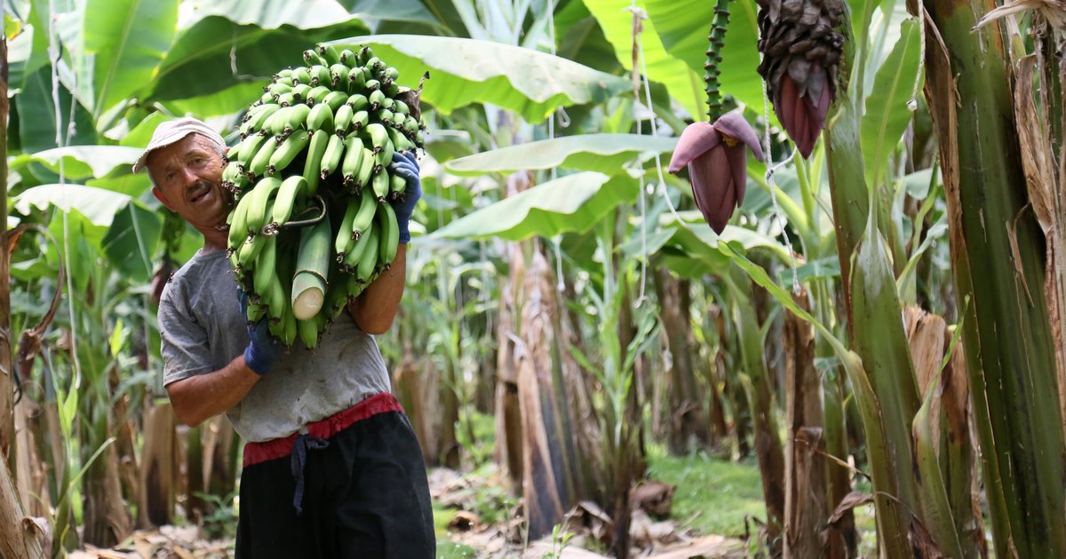 Muz Fiyatları Düşüşte, Üreticiler Şikayetçi
