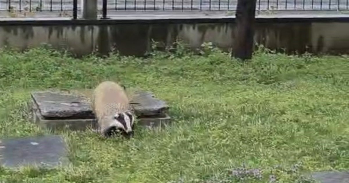 Trabzon'da Sitede Porsuk Paniği