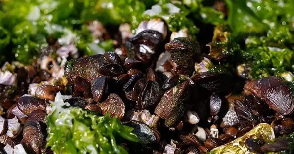 İzmir Körfezi'nde midye skandalı: Hepatit A ve norovirüs iddiası