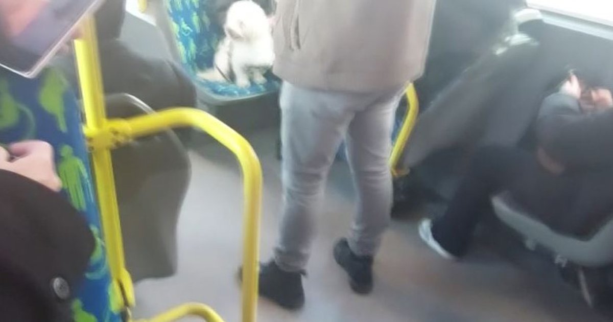 Metrobüste Köpek Koltukta: Tepkiler Çoğalıyor