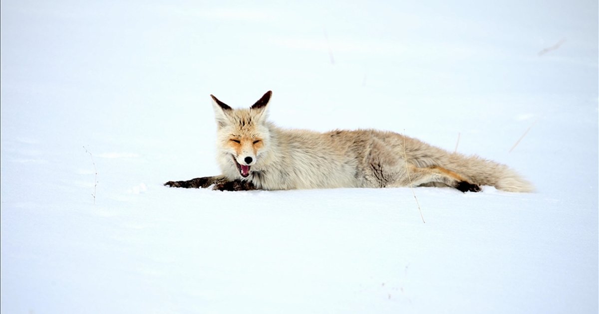 Kars'ta kızıl tilkiler karlı arazide avlandı