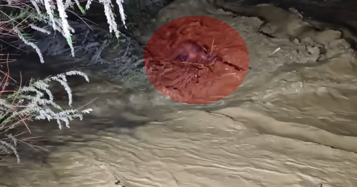 Aydın'da Taşan Çay Sularına Kapılan Sürücü Kurtarıldı