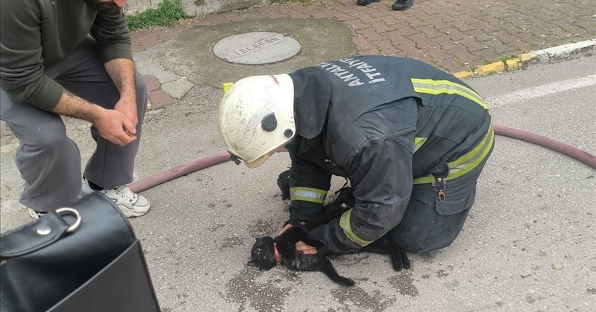 Antalya'da itfaiye kediyi kalp masajıyla hayata döndürdü