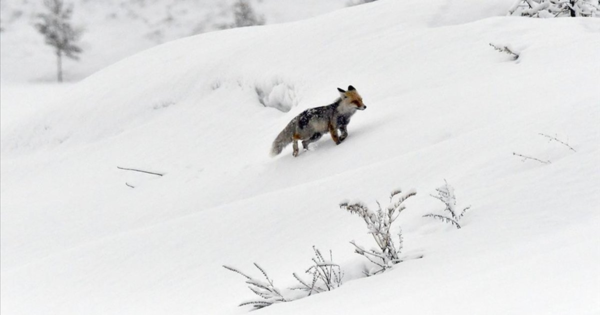 Kars ve Ardahan'da ilkbaharda kar etkili oldu
