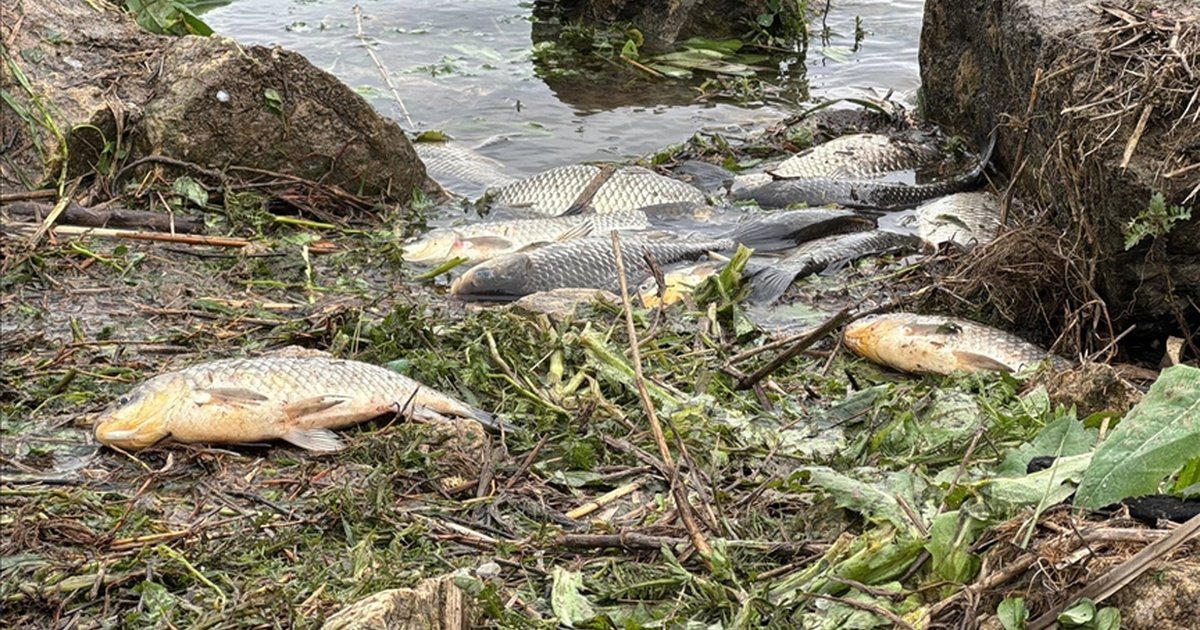Büyükçekmece Gölü'nde su seviyesi değişimi balık ölümlerine yol açtı